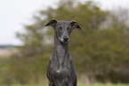 adult Italian Greyhound