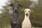 2 Italian Greyhounds