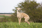 adult Italian Greyhound