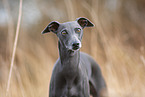 adult Italian Greyhound