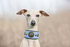 adult Italian Greyhound