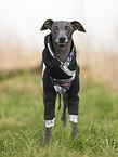 adult Italian Greyhound