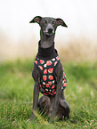 adult Italian Greyhound