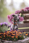 male Italian Greyhound