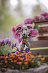 male Italian Greyhound