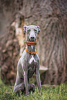 male Italian Greyhound