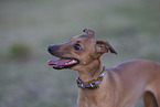 Italian Greyhound