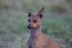 Italian Greyhound