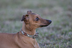 Italian Greyhound