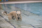 Italian Greyhound