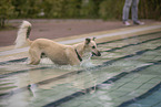 Italian Greyhound