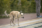 Italian Greyhound
