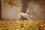 Italian Greyhound