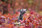 Italian Greyhound
