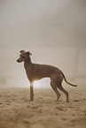 Italian Greyhound