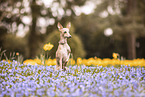 Italian greyhound