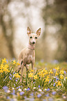 Italian greyhound