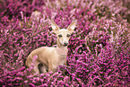 Italian greyhound