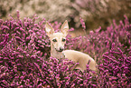 Italian greyhound