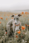 Italian greyhound