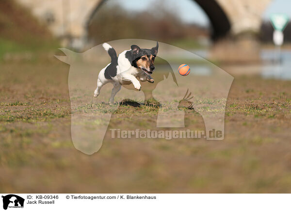 Jack Russell / Jack Russell / KB-09346