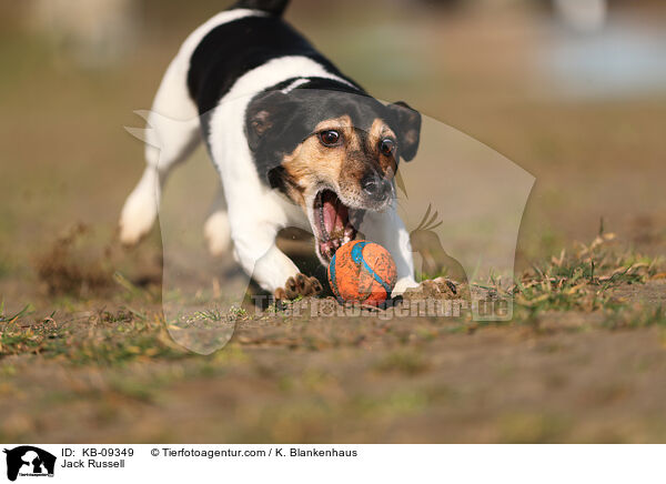 Jack Russell / Jack Russell / KB-09349