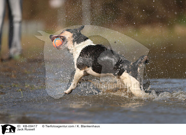 Jack Russell / Jack Russell / KB-09417