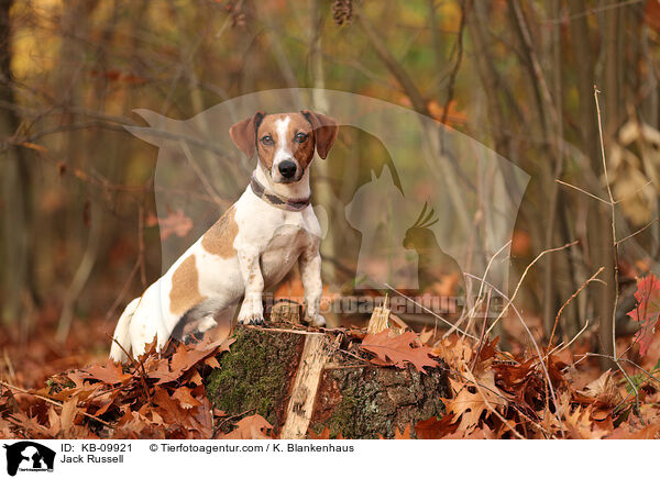 Jack Russell / Jack Russell / KB-09921