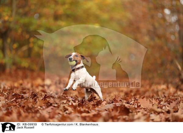 Jack Russell / Jack Russell / KB-09939