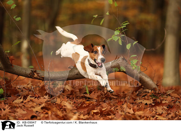 Jack Russell / KB-09947