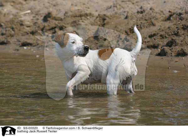 bathing Jack Russell Terrier / SS-00020