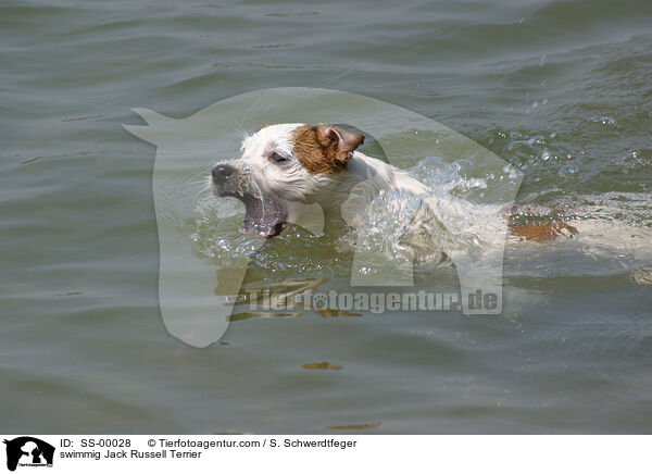 schwimmender Jack Russell Terrier / swimmig Jack Russell Terrier / SS-00028