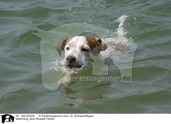 swimming Jack Russell Terrier / SS-00029