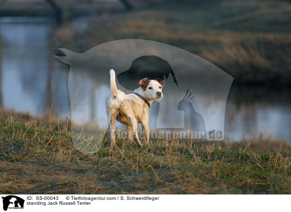 stehender Jack Russell Terrier / standing Jack Russell Terrier / SS-00043