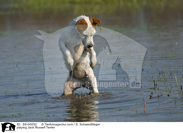 playing Jack Russell Terrier / SS-00052