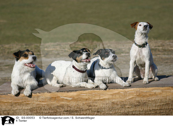 4 Terrier / 4 Terrier / SS-00053