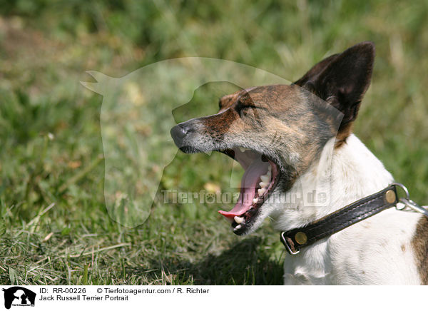 Jack Russell Terrier Portrait / RR-00226
