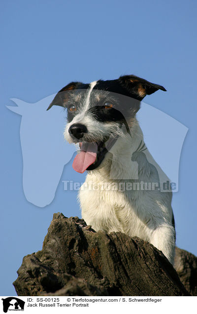 Jack Russell Terrier Portrait / SS-00125