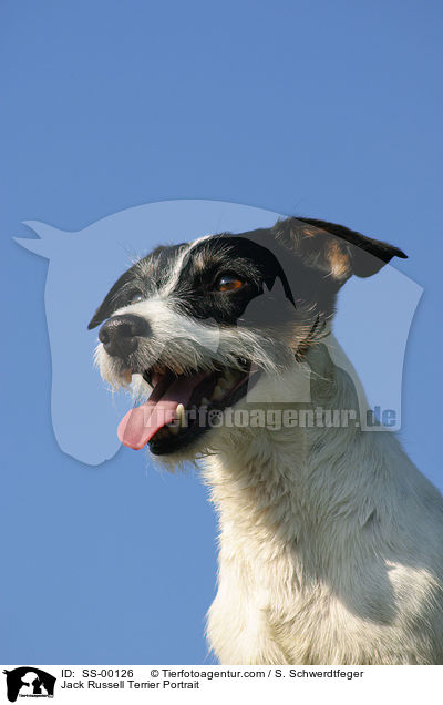Jack Russell Terrier Portrait / SS-00126