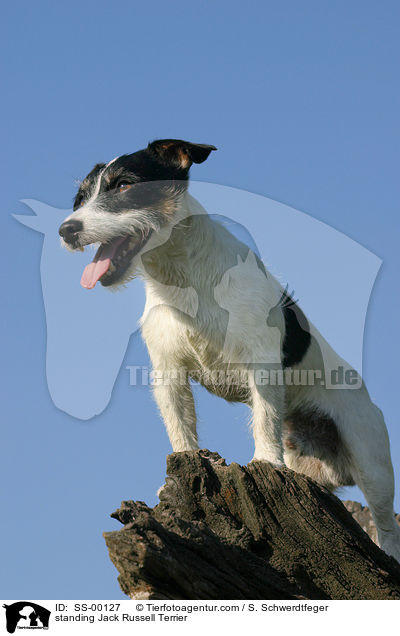 standing Jack Russell Terrier / SS-00127
