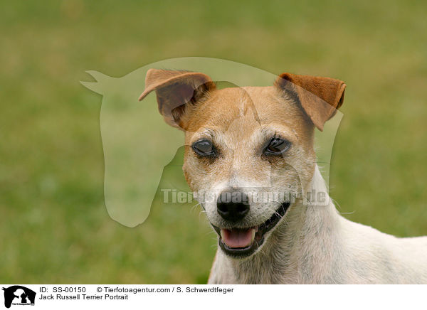 Jack Russell Terrier Portrait / Jack Russell Terrier Portrait / SS-00150