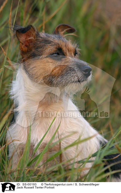 Jack Russell Terrier Portrait / SS-00193