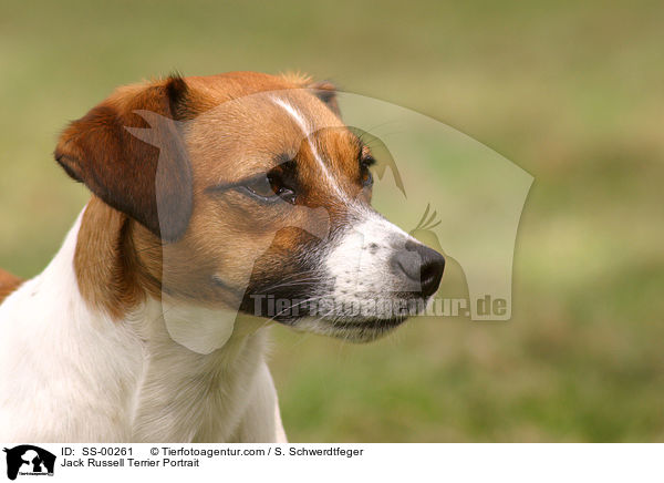 Jack Russell Terrier Portrait / Jack Russell Terrier Portrait / SS-00261