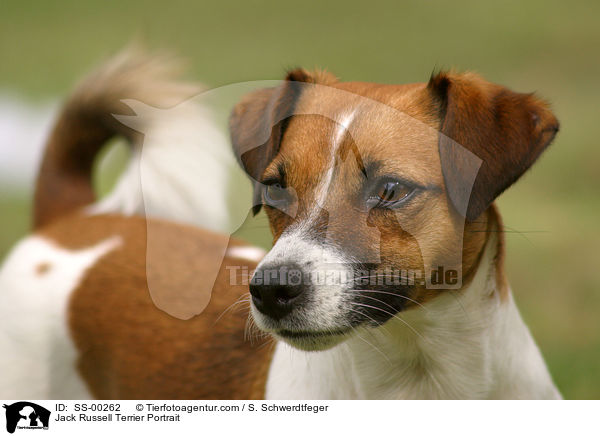 Jack Russell Terrier Portrait / Jack Russell Terrier Portrait / SS-00262