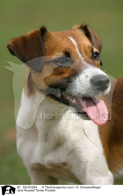 Jack Russell Terrier Portrait / Jack Russell Terrier Portrait / SS-00264