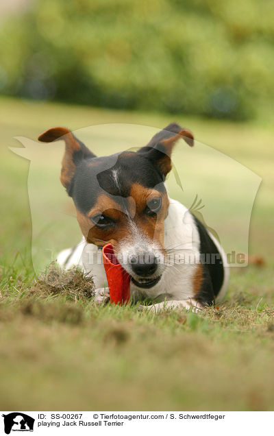 spielender Jack Russell Terrier / playing Jack Russell Terrier / SS-00267