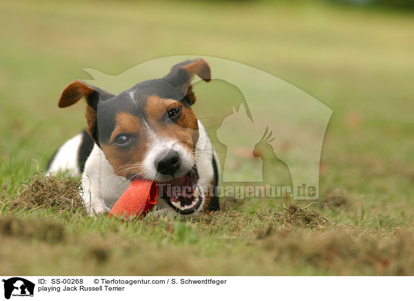 playing Jack Russell Terrier / SS-00268