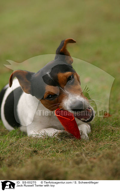 Jack Russell Terrier knabbert an Spielzeug / Jack Russell Terrier with toy / SS-00270