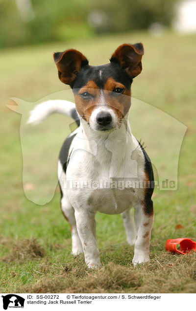 stehender Jack Russell Terrier / standing Jack Russell Terrier / SS-00272