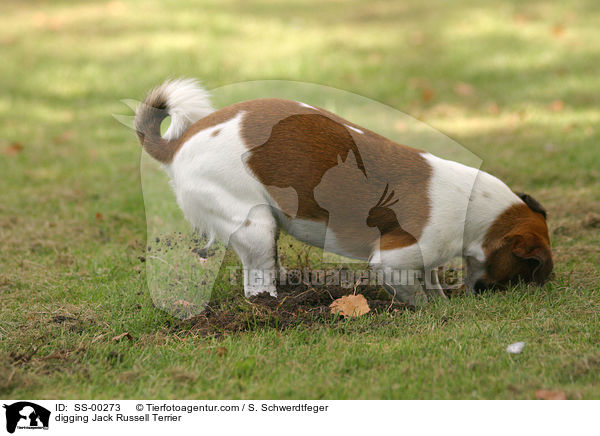 buddelnder Jack Russell Terrier / digging Jack Russell Terrier / SS-00273